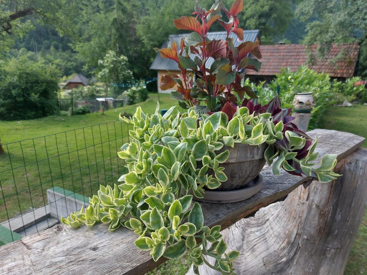Apartmaji Katrc Soča Kültér fotó