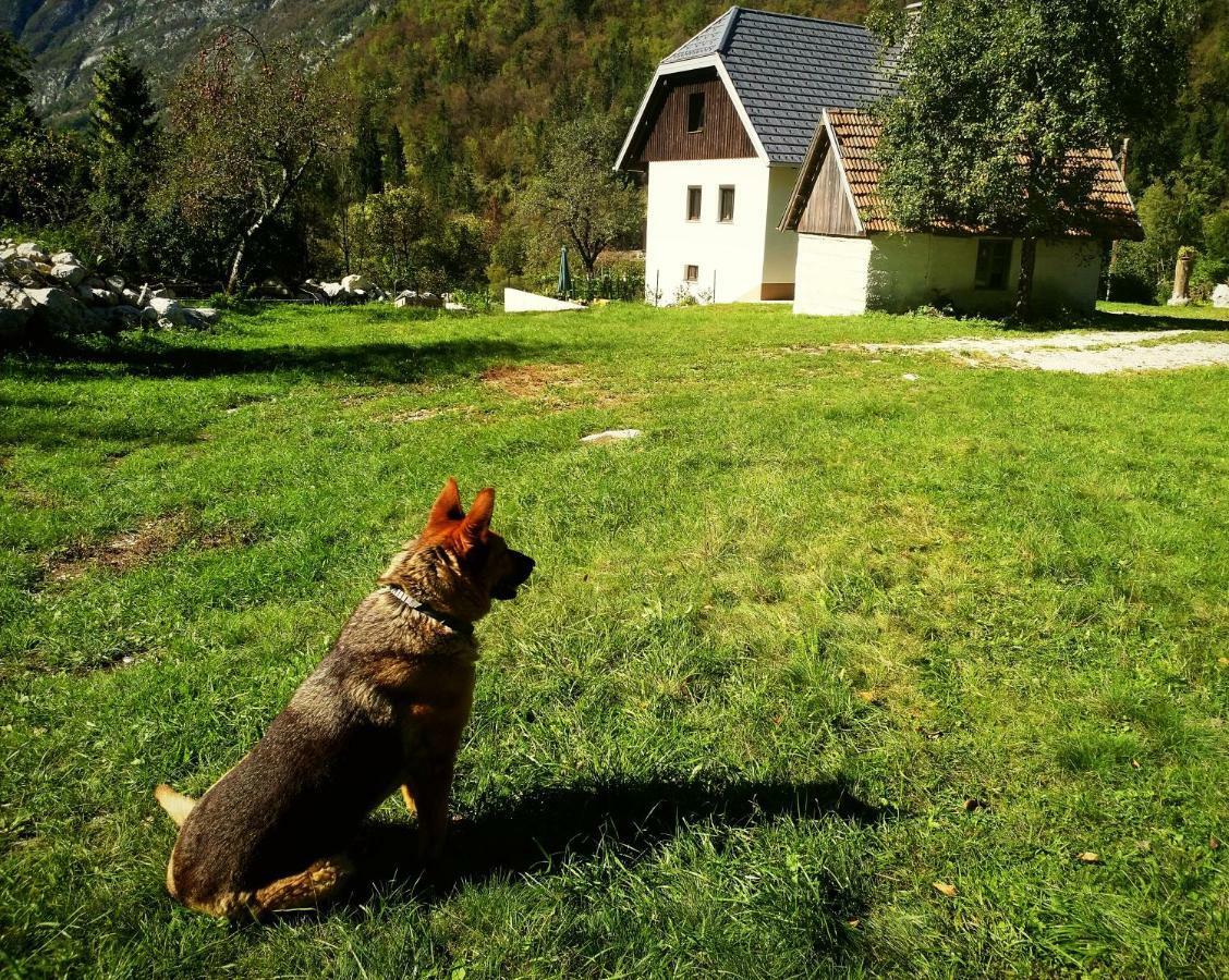 Apartmaji Katrc Soča Kültér fotó